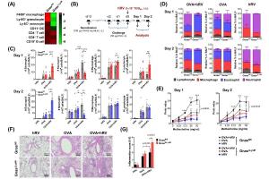 医疗科研新发现 | 菁易科研解析髓系cAMP对哮喘炎症类型的影响