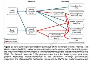 医疗科研新发现 | 菁易科研解读缰核在重度抑郁症中的关键作用
