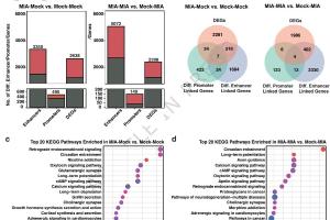 医疗科研新发现 | 菁易科研解读孕期免疫激活对神经发育的影响