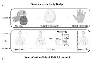 医疗科研新发现 | 菁易科研解析神经心脏引导经颅磁刺激对心脑耦合的影响