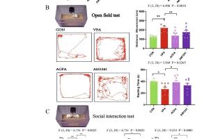 医疗科研新发现 | 菁易科研解读：大麻素受体激活如何改善自闭症大鼠脂质代谢与行为？