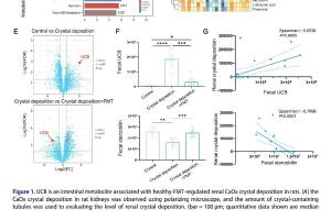  医疗科研新发现 | 菁易科研解读肠道微生物群与肾草酸钙结石的关联