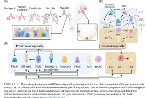 医疗科研新发现 | 菁易科研解读：肺癌谱系可塑性如何驱动肿瘤发展？