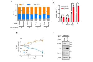 医疗科研新进展 | 菁易科研解读：SETD1A如何助力胃癌细胞增殖？