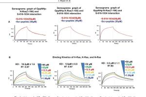 医疗科研新突破 | 菁易科研解读：靶向mTORC2肽类化合物助力乳腺癌治疗