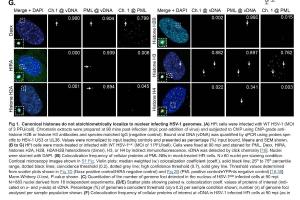  医疗科研新发现 | 菁易科研解读：HSV - 1基因组解压缩机制
