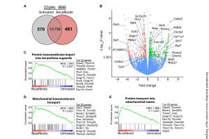 医疗科研新发现 | 菁易科研解读：贝扎非布雷特改善22q11.2缺失综合征线粒体与血脑屏障问题