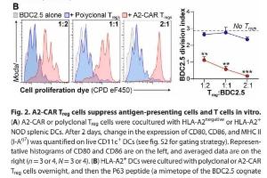 医疗科研新突破 | 菁易科研解析：CAR T调节细胞如何助力胰岛移植免疫调控？