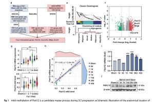  医疗科研新突破 | 菁易科研解读FBXL12助力脊髓损伤修复