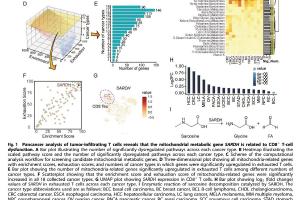 医疗科研新发现 | 菁易科研解读SARDH对T细胞及肿瘤治疗的影响