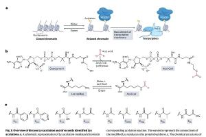 医疗科研新发现 | 菁易科研解读组蛋白赖氨酸L - 乳酸化调控机制