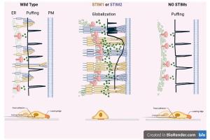 医疗科研新发现 | 菁易科研解读：STIM1和STIM2如何调控乳腺癌细胞钙信号与迁移？