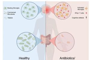 医疗科研新发现 | 菁易科研解读：抗生素对中枢神经系统移植物抗宿主病的影响