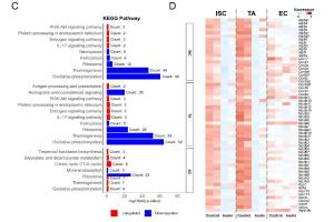 医疗科研新发现 | 菁易科研解读菊粉、HIF - 1与结肠上皮细胞的奥秘