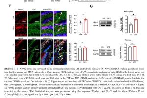 医疗科研新发现 | 菁易科研解读：NPAS2如何影响小鼠抑郁样行为？