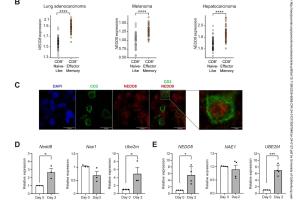 医疗科研新发现 | 菁易科研解读NEDDylation对CD8+T细胞抗肿瘤免疫的调控